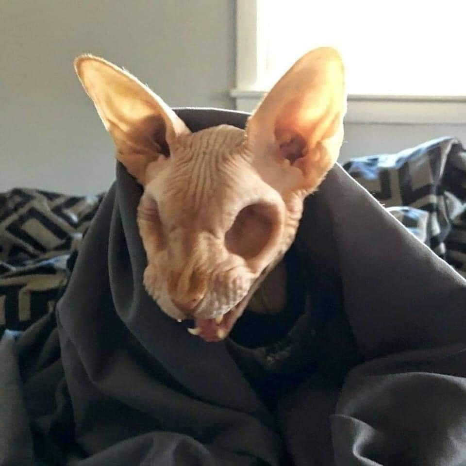 sphynx cat with no eyes