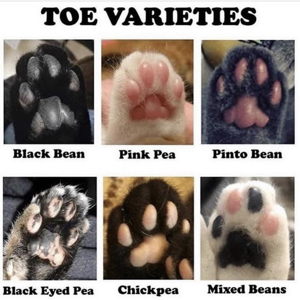 toe varieties - Toe Varieties Black Bean Pink Pea Pinto Bean Black Eyed Pea Chickpea Mixed Beans