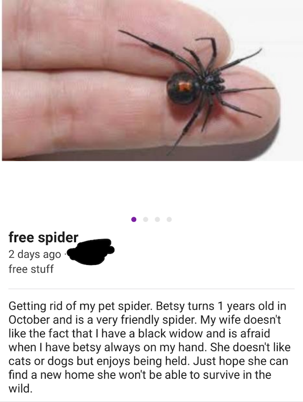 free spider  - craigslist