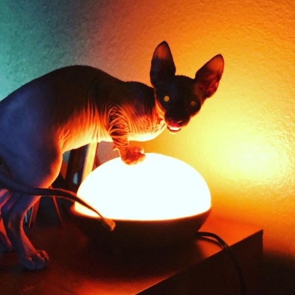 creepy hairless cat standing over light bulb