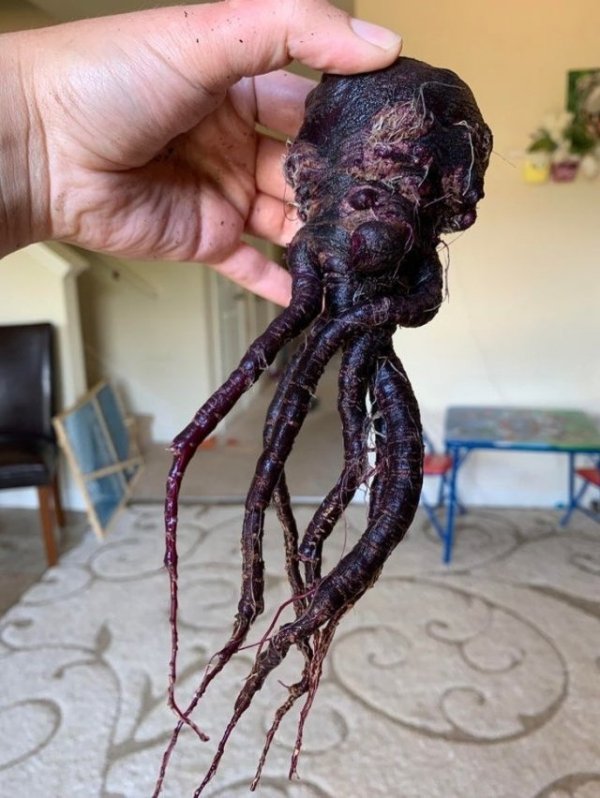 beet that looks like creepy alien squid