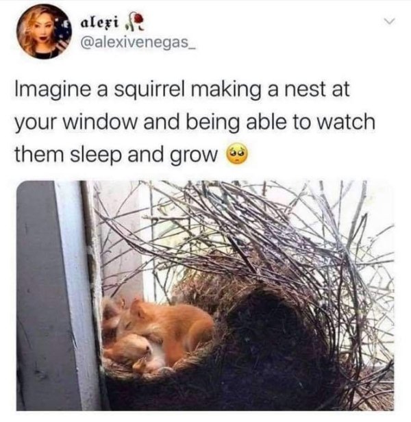 squirrel nest window - alexi . Imagine a squirrel making a nest at your window and being able to watch them sleep and grow