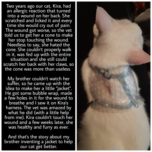photo caption - Two years ago our cat, Kira, had an allergic reaction that turned into a wound on her back. She scratched and licked it and every time she would cry out of pain. The wound got worse, so the vet told us to get her a cone to make her stop to
