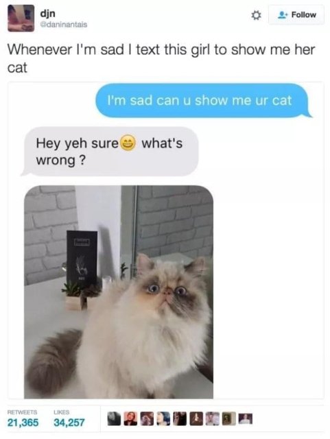 funny wholesome memes - djn Odaninantais Whenever I'm sad I text this girl to show me her cat I'm sad can u show me ur cat what's Hey yeh sure wrong? 21,365 34,257 2