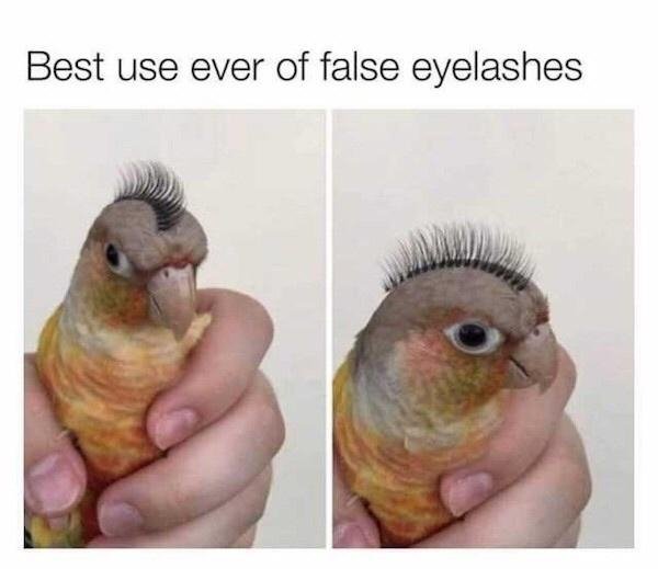 parrot meme - Best use ever of false eyelashes