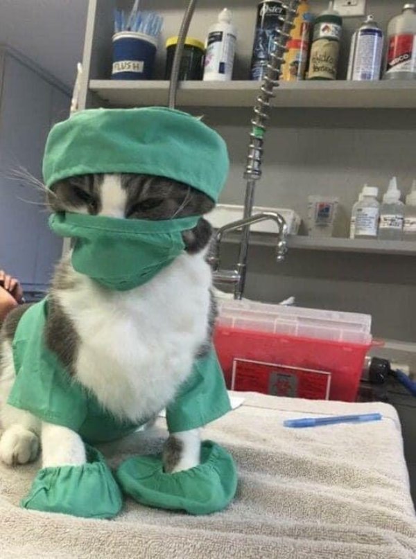 doctor cat wearing scrubs