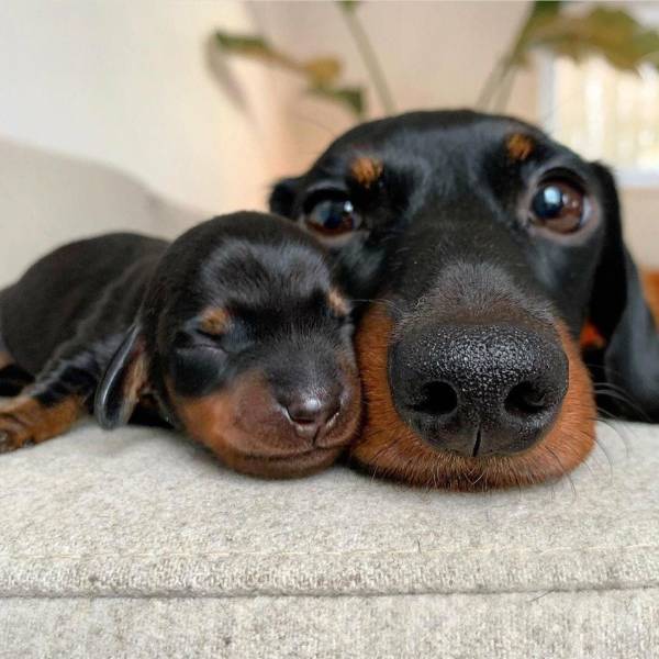 dachshund puppies