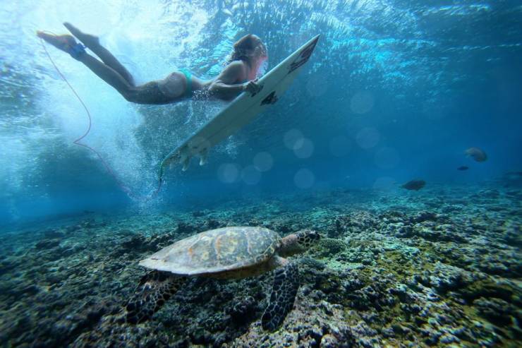 surfer sea turtle