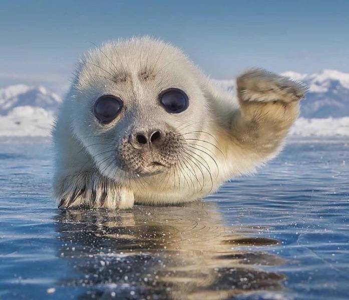 baby white seal