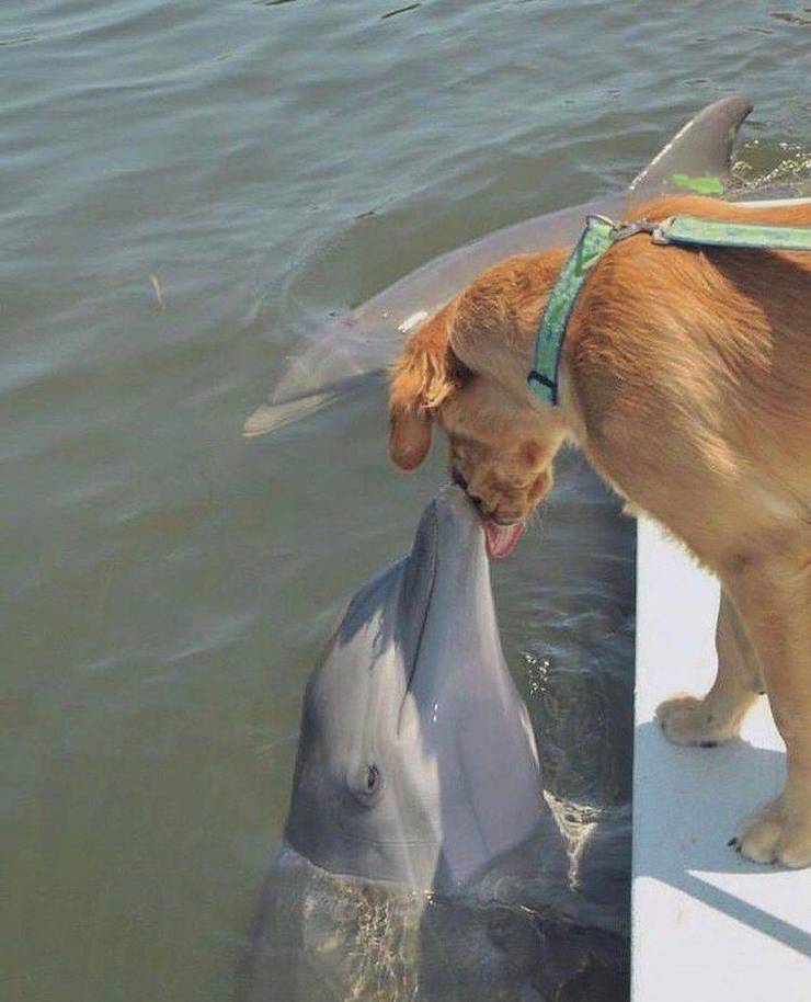 golden retriever kisses dolphin