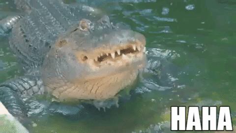 gullible people -  alligator laughing gif -