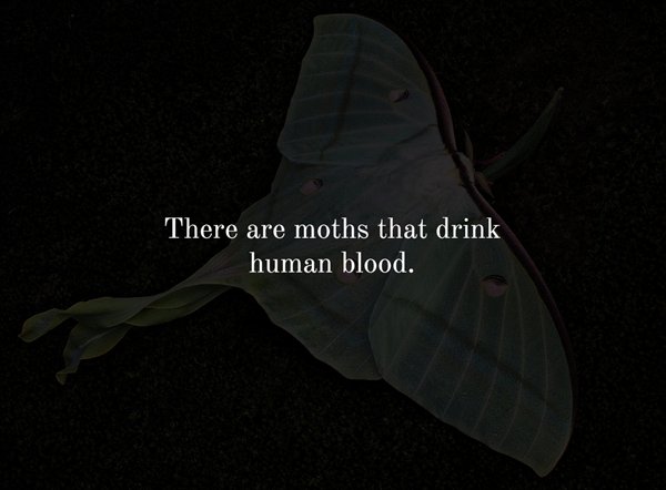 wing - There are moths that drink human blood.