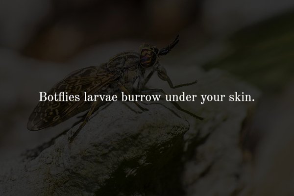 fauna - Botflies larvae burrow under your skin.