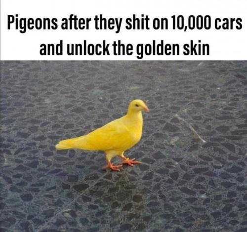 bird - Pigeons after they shit on 10,000 cars and unlock the golden skin