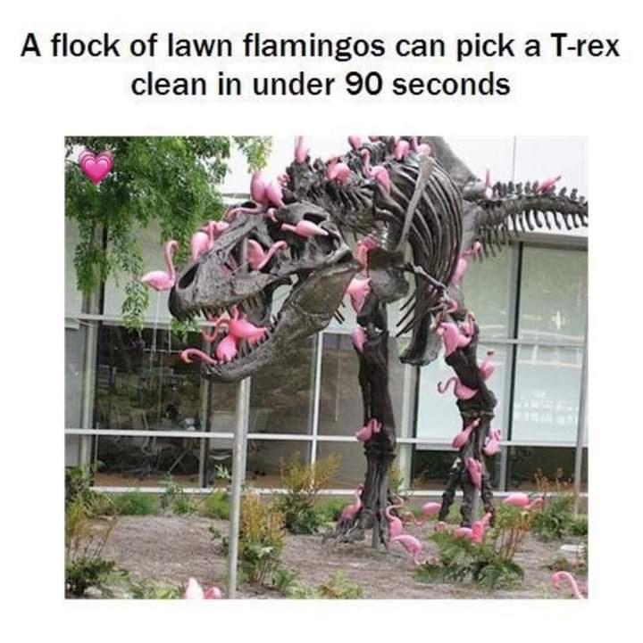 flamingos t rex - A flock of lawn flamingos can pick a Trex clean in under 90 seconds