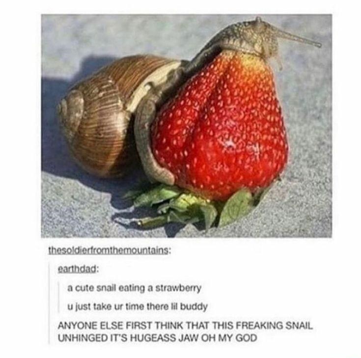 snail mouth - thesoldiertromthemountains earthdad a cute snail eating a strawberry u just take ur time there lil buddy Anyone Else First Think That This Freaking Snail Unhinged It'S Hugeass Jaw Oh My God
