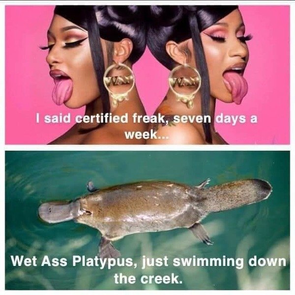 cardi b wap - I said certified freak, seven days a week... Wet Ass Platypus, just swimming down the creek.