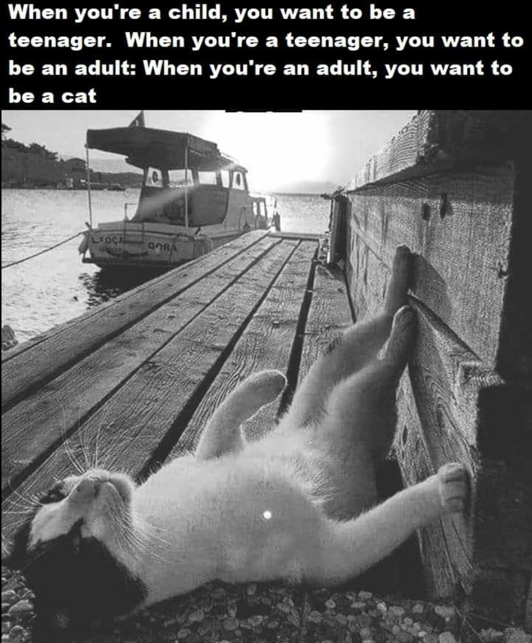 When you're a child, you want to be a teenager. When you're a teenager, you want to be an adult When you're an adult, you want to be a cat Logi 008