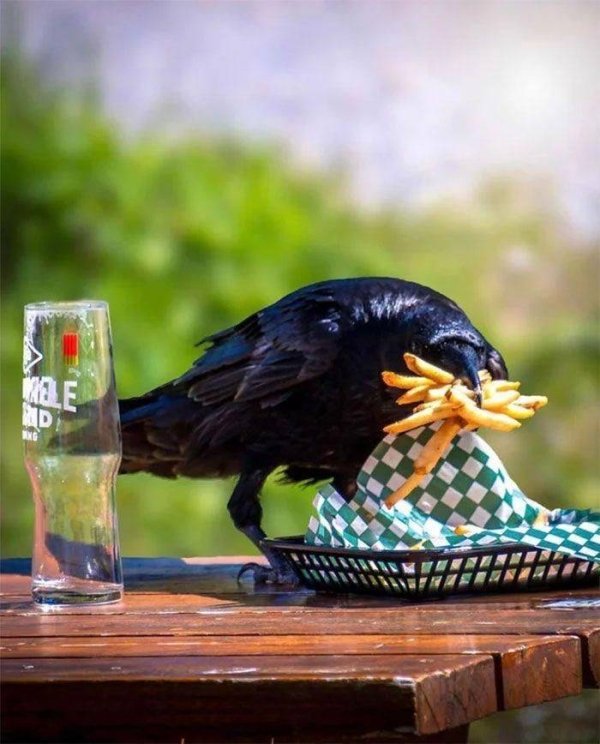 crow with fries - Kole D