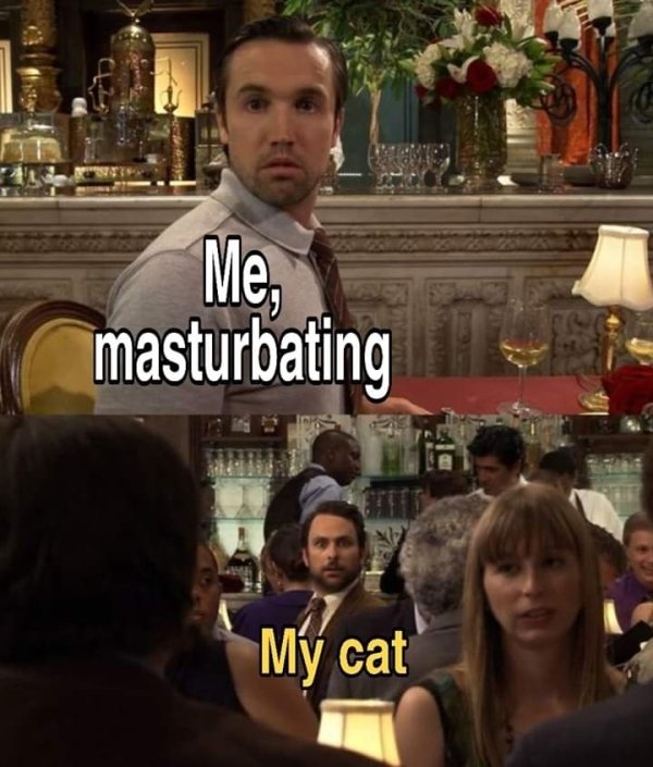 lord of the rings memes - Me. masturbating My cat