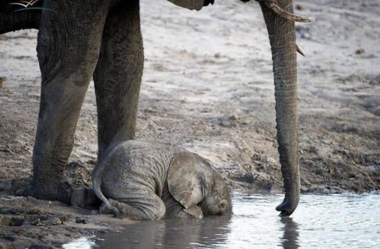 baby elephant drinking water