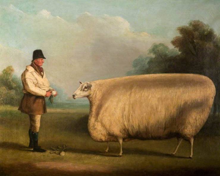 prize sheep painting