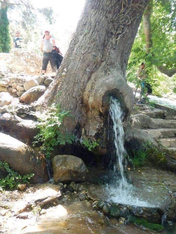 spring that flows from a living tree