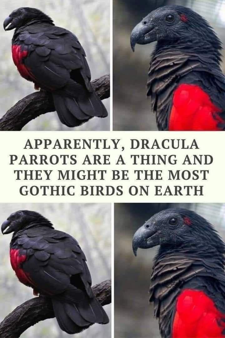 dracula parrot funny - Apparently, Dracula Parrots Are A Thing And They Might Be The Most Gothic Birds On Earth