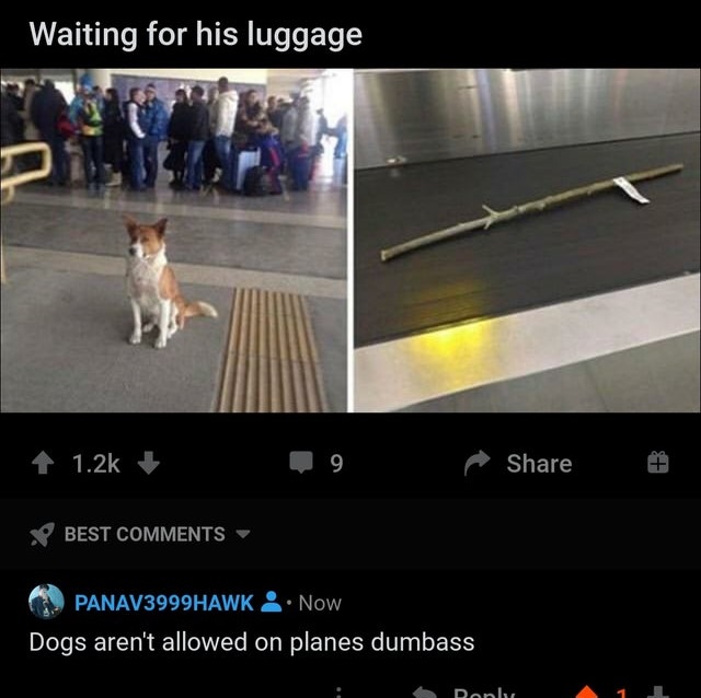 waiting on my luggage dog meme - Waiting for his luggage 9 Best PANAV3999HAWK . Now Dogs aren't allowed on planes dumbass Ronly 11