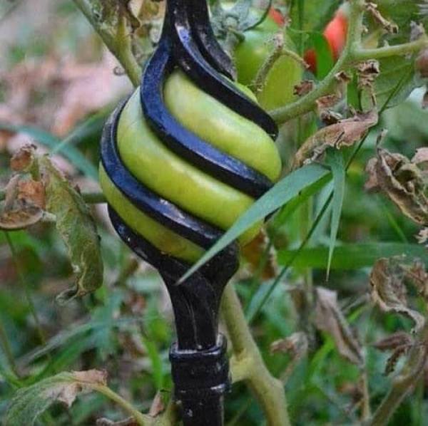 "This is a tomato that accidentally grew inside of the fence."