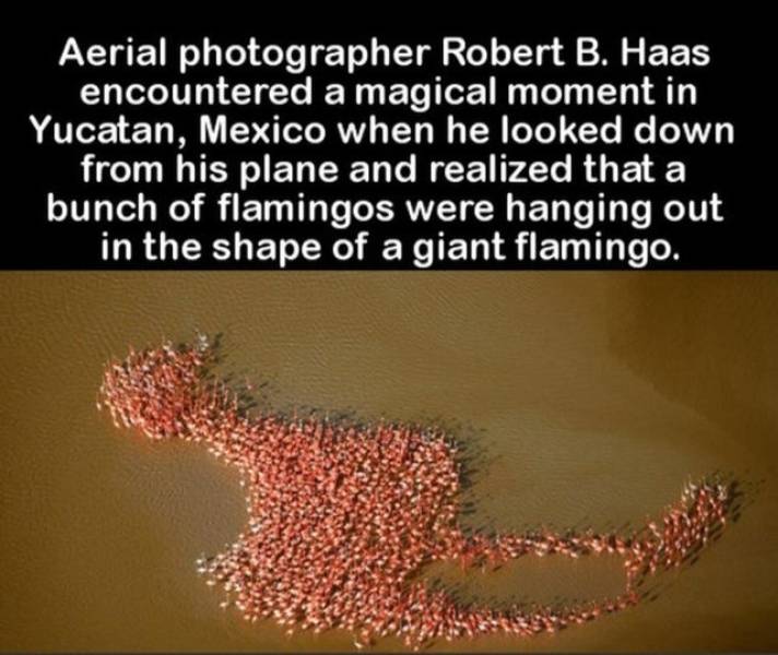flamingos - Aerial photographer Robert B. Haas encountered a magical moment in Yucatan, Mexico when he looked down from his plane and realized that a bunch of flamingos were hanging out in the shape of a giant flamingo.
