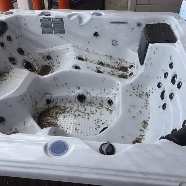 bathtub full of flies