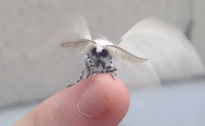 cute moth gif