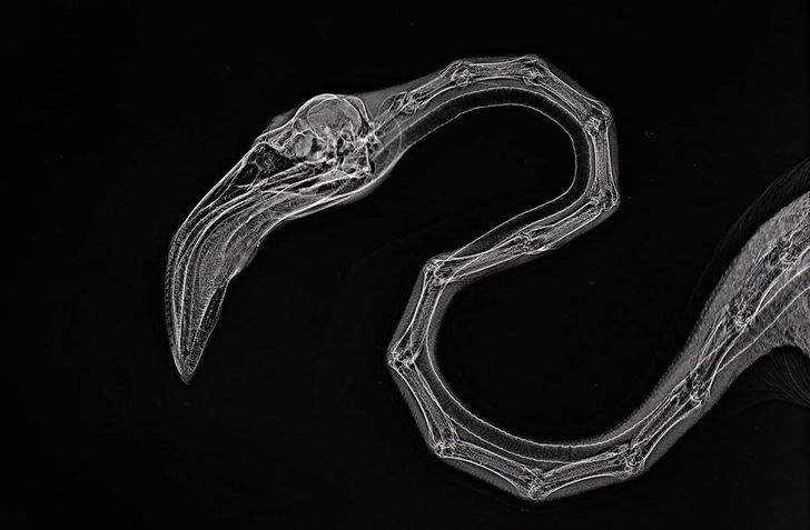 A flamingo X-ray