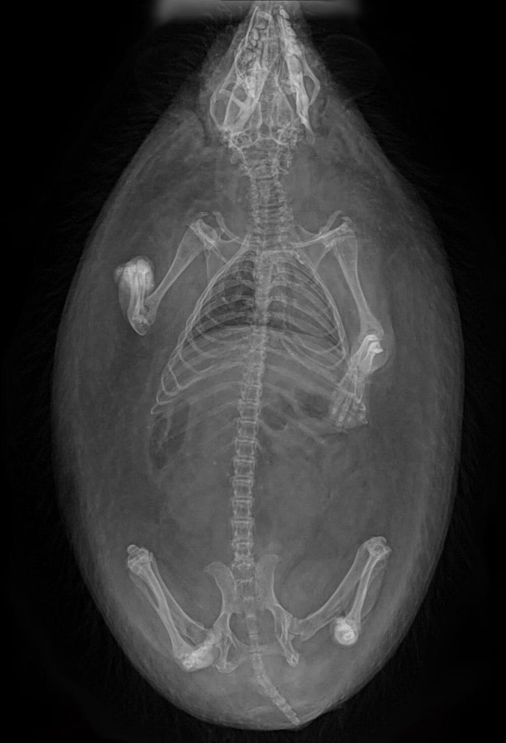 “This X-ray of my hedgehog”