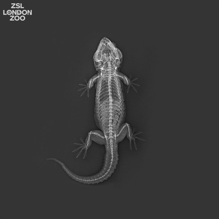 Tokay gecko X-ray