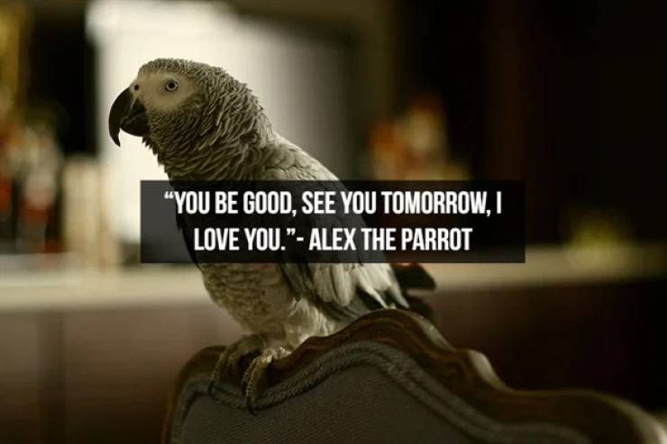 fauna - 'You Be Good, See You Tomorrow, I Love You.' Alex The Parrot
