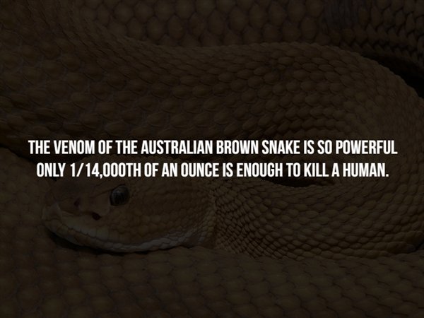 cg cookie - The Venom Of The Australian Brown Snake Is So Powerful Only 114,000TH Of An Ounce Is Enough To Kill A Human.