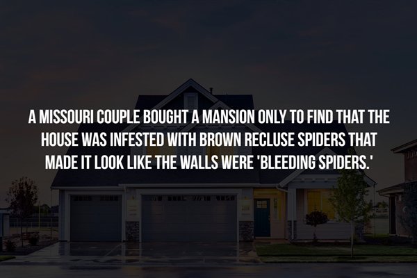 up and down mountains - A Missouri Couple Bought A Mansion Only To Find That The House Was Infested With Brown Recluse Spiders That Made It Look The Walls Were 'Bleeding Spiders.'