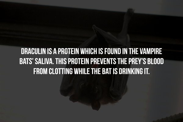 alexandra stan get back - Draculin Is A Protein Which Is Found In The Vampire Bats' Saliva. This Protein Prevents The Prey'S Blood From Clotting While The Bat Is Drinking It.