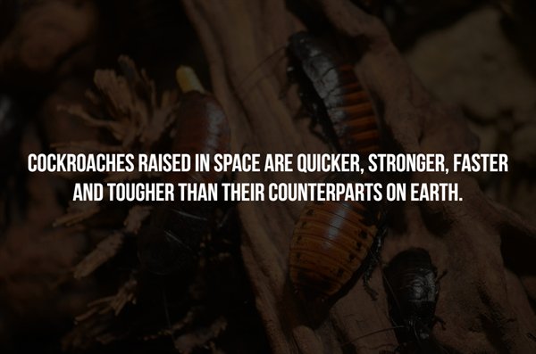 league of their own quotes - Cockroaches Raised In Space Are Quicker, Stronger, Faster And Tougher Than Their Counterparts On Earth. 69