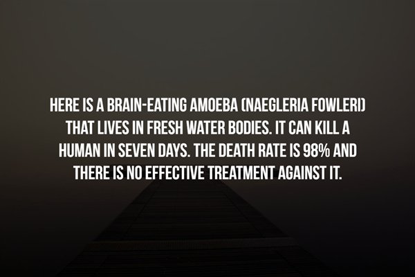 futsal terkeren - Here Is A BrainEating Amoeba Naegleria Fowleri That Lives In Fresh Water Bodies. It Can Kill A Human In Seven Days. The Death Rate Is 98% And There Is No Effective Treatment Against It.