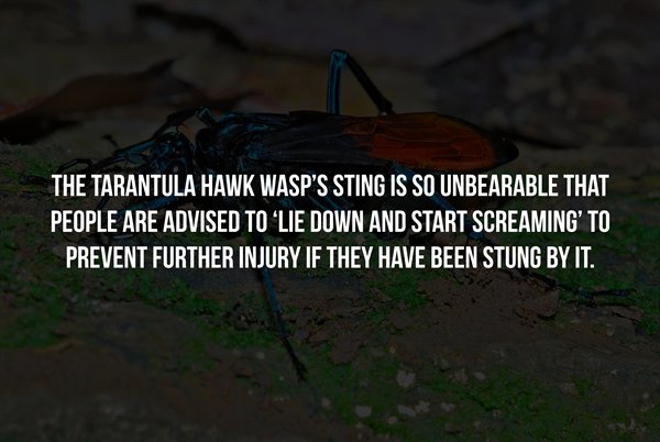 western illinois leathernecks - The Tarantula Hawk Wasp'S Sting Is So Unbearable That People Are Advised Tolie Down And Start Screaming' To Prevent Further Injury If They Have Been Stung By It.