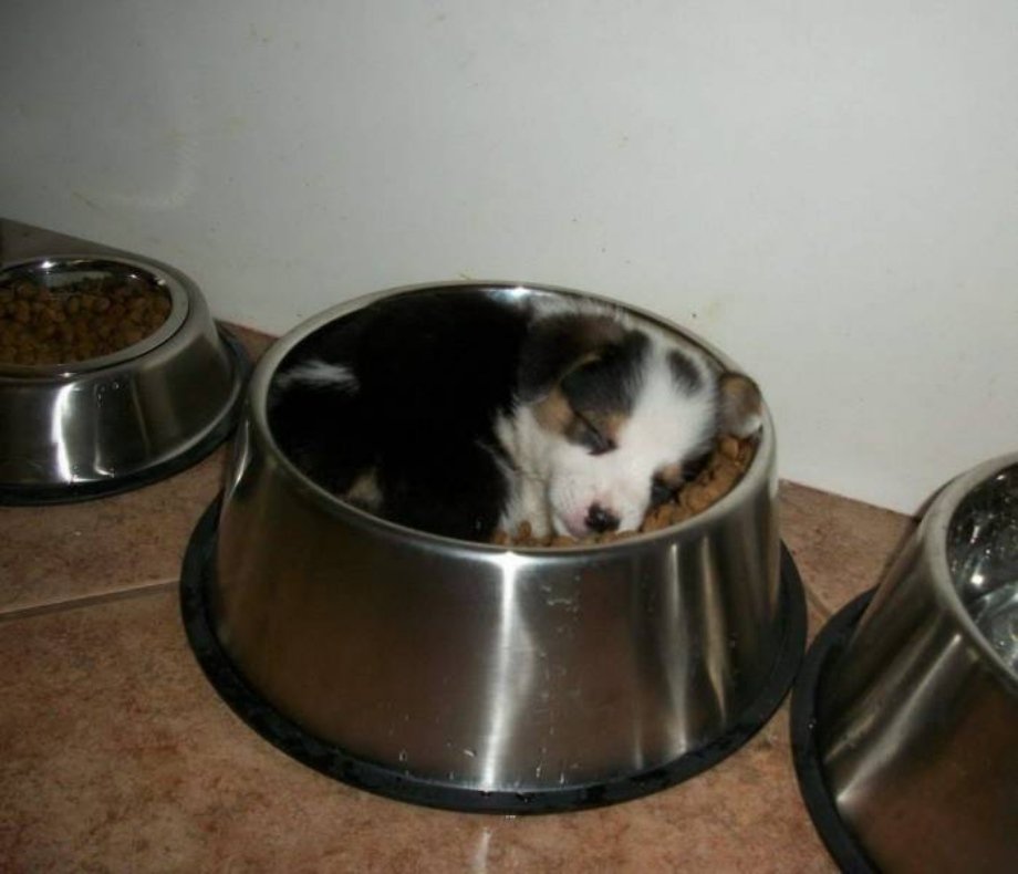 bed and breakfast dog
