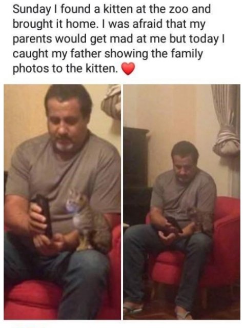 cute wholesome things - Sunday I found a kitten at the zoo and brought it home. I was afraid that my parents would get mad at me but today! caught my father showing the family photos to the kitten.