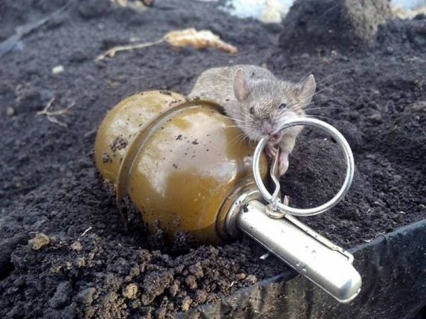 mouse grenade