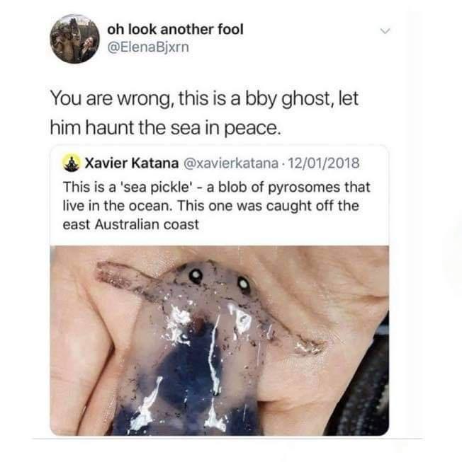 sea pickle blob - oh look another fool You are wrong, this is a bby ghost, let him haunt the sea in peace. Xavier Katana . 12012018 This is a 'sea pickle' a blob of pyrosomes that live in the ocean. This one was caught off the east Australian coast