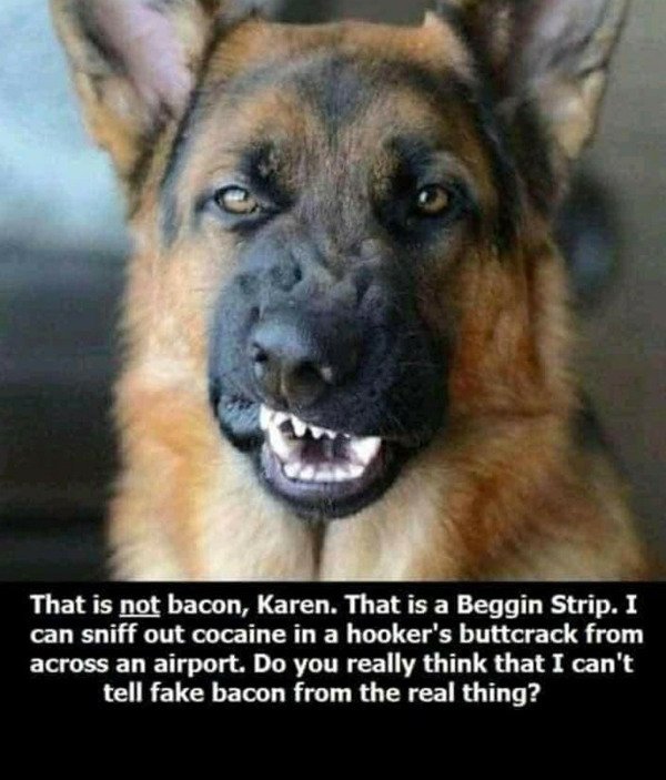 german shepherd memes - That is not bacon, Karen. That is a Beggin Strip. I can sniff out cocaine in a hooker's buttcrack from across an airport. Do you really think that I can't tell fake bacon from the real thing?