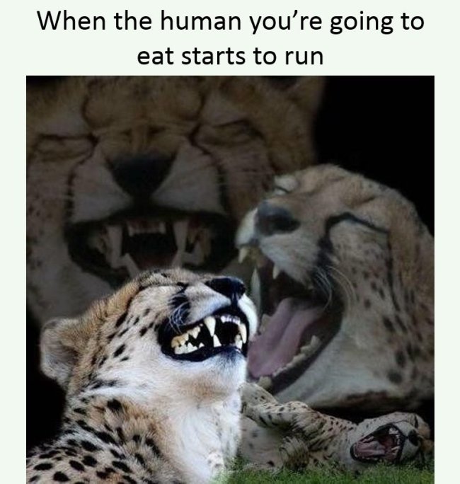 leopard laughing meme - When the human you're going to eat starts to run