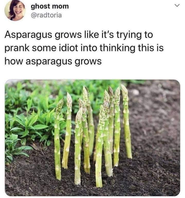 asparagus growing meme - ghost mom Asparagus grows it's trying to prank some idiot into thinking this is how asparagus grows